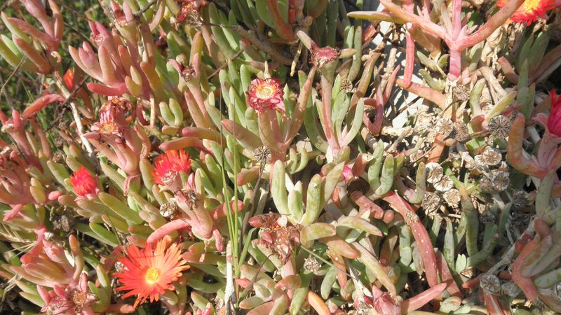 Da determinare della Grecia - Lampranthus sp.